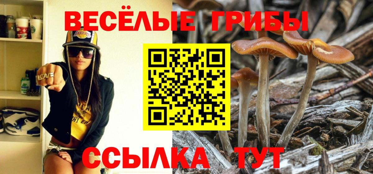 Галлюциногенные грибы Psilocybine cubensis Полевской